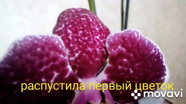 Начало первого домашнего цветения ещё одной орхидеи. смотреть онлайн