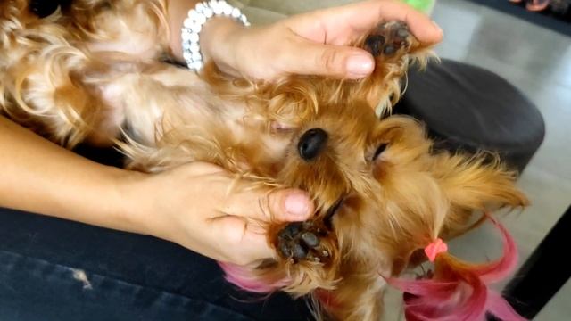 Триммер для собак с AliExpress. Подстригаем лапки и ушки. смотреть онлайн