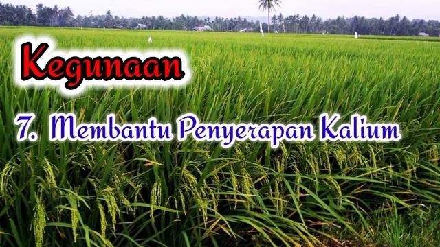 Cara Pemakaian Java Green pada Tanaman смотреть онлайн