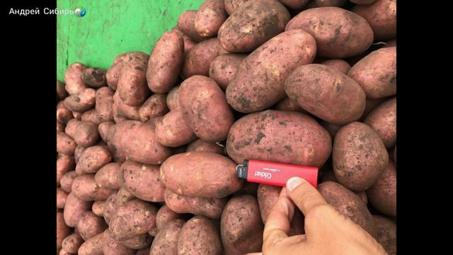 НОВЫЕ УРОЖАЙНЫЕ СОРТА КАРТОФЕЛЯ 2024. С НИМИ ВЫ НЕ ОСТАНЕТЕСЬ БЕЗ УРОЖАЯ! смотреть онлайн