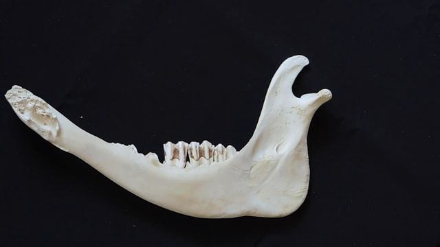 Строение и видовые особенности нижней челюсти смотреть онлайн