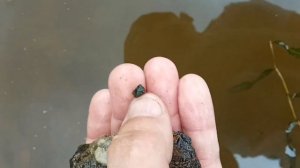 Улитки Теодоксусы( Theodoxus) Сбор дикарей и их карантин