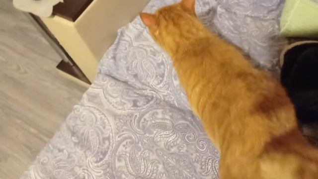Кот мурчит/Домашний тигр смотреть онлайн