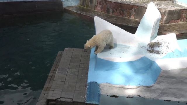 С медвежонком играть никто не хочет и он продолжает  играть один. 20.06.2023