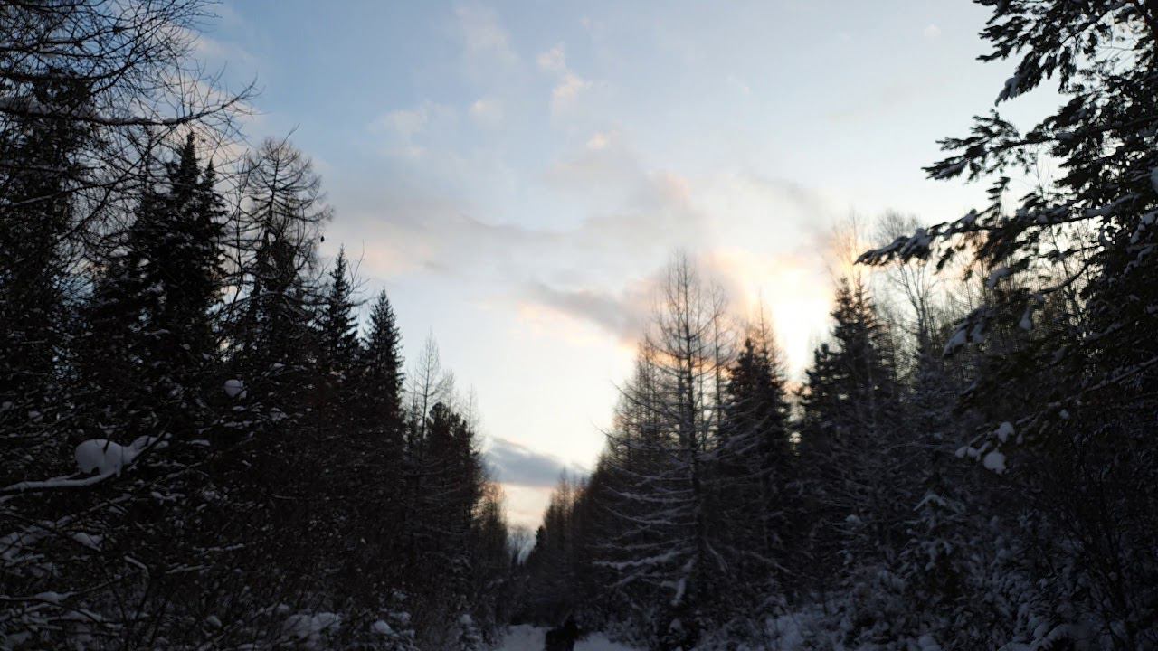 Winter forest timelapse смотреть онлайн