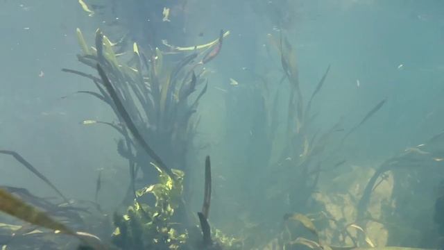 Аквариумные, водные растения в природе: Рдесты, Элодея, Валлиснерия, Болотник. Aquatic, water plant смотреть онлайн