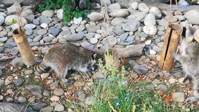 Приколы с енотами!Как едят еноты смотреть онлайн