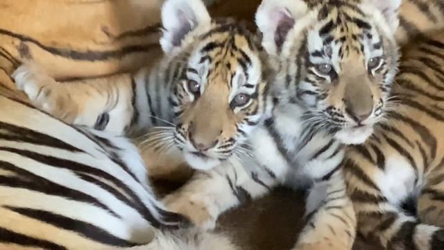 КеКе , МиМи , ЛиЛи , Яя -мы тигриная семья !!!