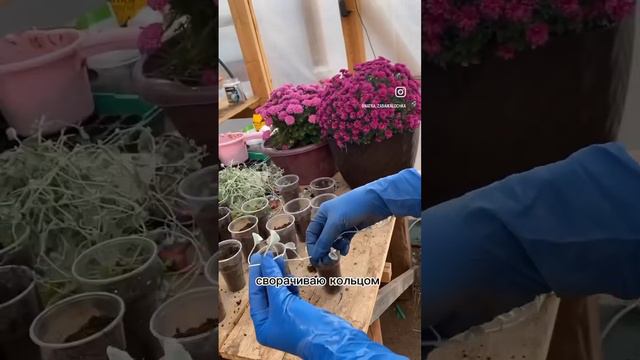 Дихондра. Видео снято в октябре. смотреть онлайн