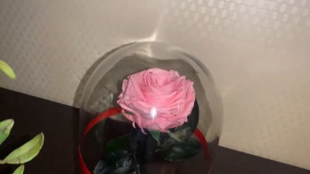 Розовая роза в колбе Тольятти. Купить розу можно на официальном сайте: Https://redrose.today/