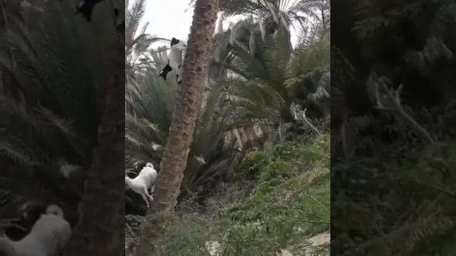 В Абхазию завезли уникальных коз. Антигравитация. смотреть онлайн