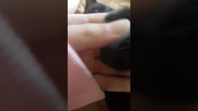 басик маленький UWU смотреть онлайн