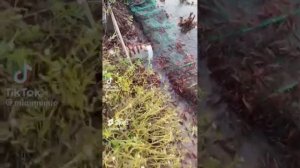 Ловля Ракав