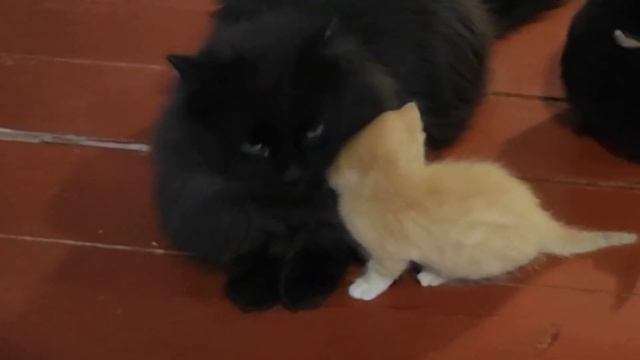 Зятëк и Тëща остались водится с малышами кошки и котята / cats and kittens смотреть онлайн