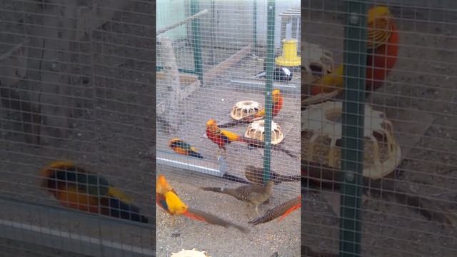 Фазаны-(Золотые)- смотреть онлайн