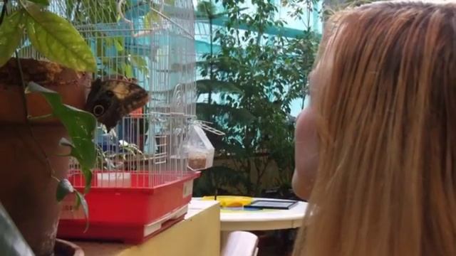 музей бабочек бабочки птицы ВДНХ смотреть онлайн