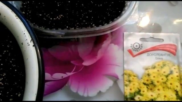 Доротеантус - цветок Доротеи! Выращиваем рассаду.. смотреть онлайн