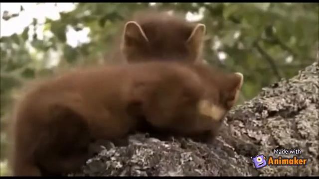 Биология. 8 класс. Пушные хищные звери. Лесная куница. смотреть онлайн