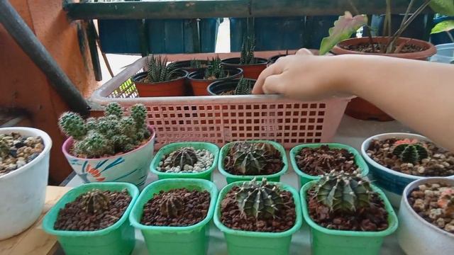 #382 Caladium Update After Potting Them in a Plastic Container... Succulent Davao смотреть онлайн