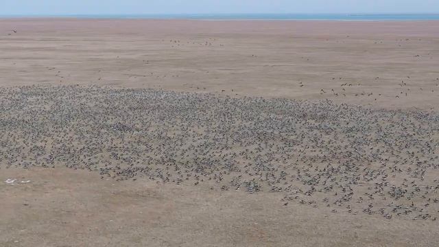 Краснозобая казарка снова в пути // Red-breasted geese is on the way again смотреть онлайн