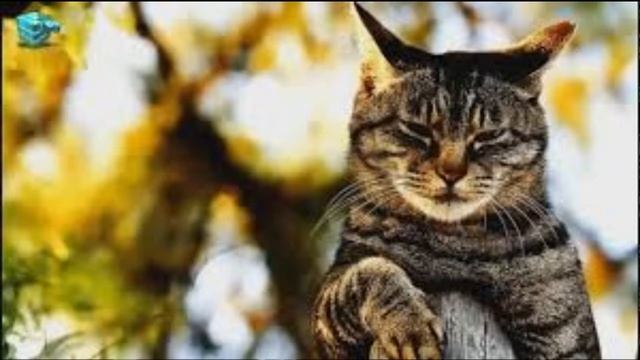 Я ПОСТРОИЛ ВХОД В СЕКРЕТНУЮ КОМНАТУ ВОЗЛЕ ОГРОМНОЙ ЛЕСТНИЦЫ В МАЙНКРАФТ | АЛМАЗНЫЙ ДОМ смотреть онлайн