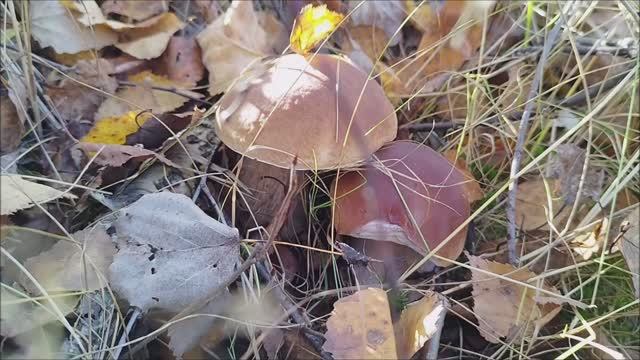 БЕЛЫЕ ГРИБЫ пошли Ураааа. Прячутся их НЕ ЗАМЕТИТЬ. смотреть онлайн