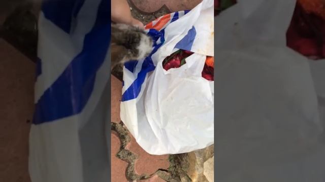 Кролик ? ест Клубнику? смотреть онлайн