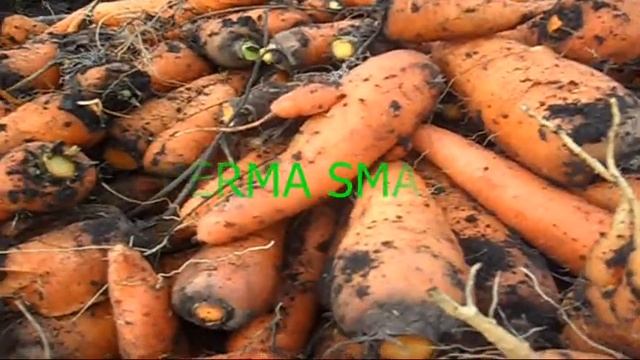 Скосил ботву моркови в июле Уборка, что получилось смотреть онлайн