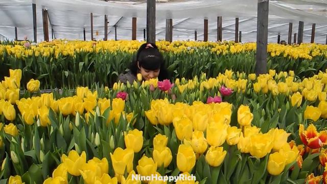 NHR ♥ Выставка Тюльпанов во Владивостоке 2013 смотреть онлайн