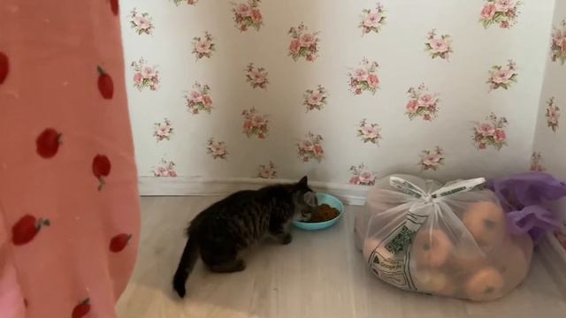 VLOG: ЗАВЕЛИ КОТЁНКА 02.11.20 смотреть онлайн