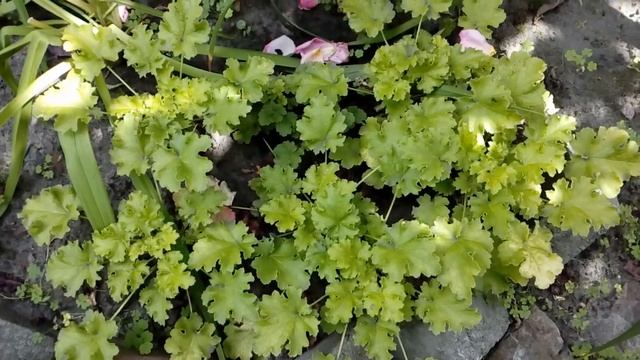 Теневыносливые растения.Filipendula ,Thalictrum ,Cimicifuga, Macleaya 2018 # мой сад смотреть онлайн