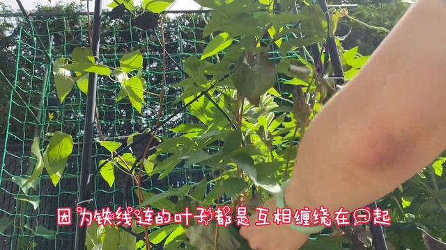 铁线莲约瑟芬得了枯萎病怎么办？怎样种植铁线莲 Clematis Josephine смотреть онлайн