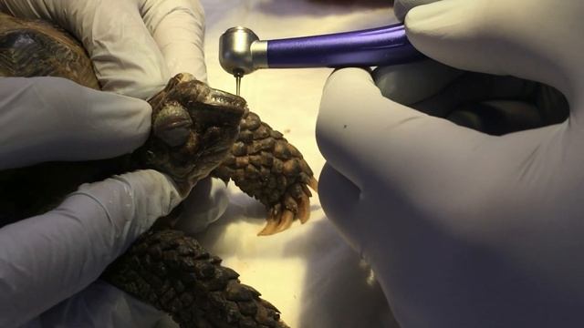 Обрезка клюва у черепахи смотреть онлайн