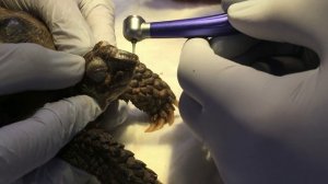 Обрезка клюва у черепахи