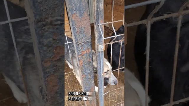 У каждой собаки должен быть дом. #новополоцк #беларусь #витебскаяобласть смотреть онлайн