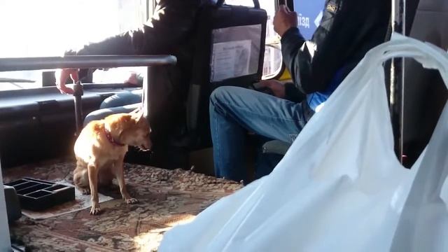 В одесской маршрутке работает собака-кондуктор. Собака охраняет кассу водителя маршрутки. смотреть онлайн