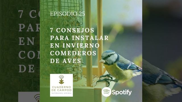 7 Consejos para instalar en invierno comederos de aves #25 смотреть онлайн