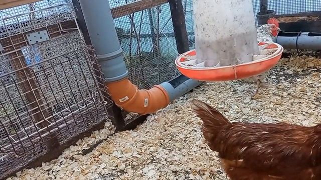 Линька у кур.Периодичность и продолжительность.Нюансы.