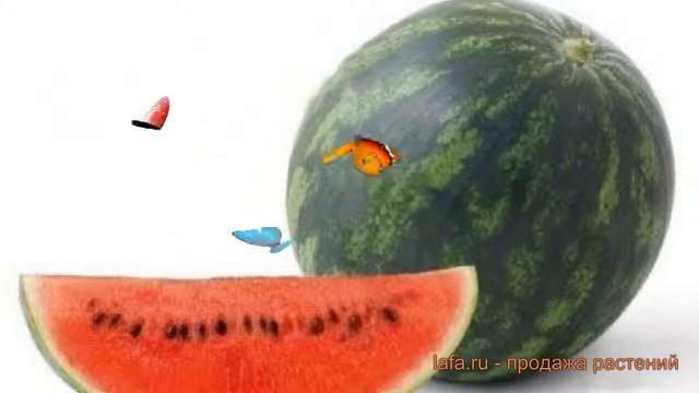 Арбуз обыкновенный Кримсон Спринт ? Кримсон Спринт обзор: как сажать, семена арбуза Кримсон Спринт смотреть онлайн