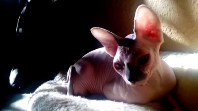 Видео 5.Про моего кота Пушка. смотреть онлайн