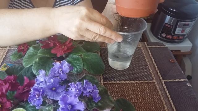 Как поливать фиалки. смотреть онлайн