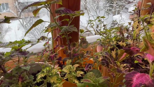 Зимой на даче . Первые посевы первые всходы . Цветоводство на даче . смотреть онлайн