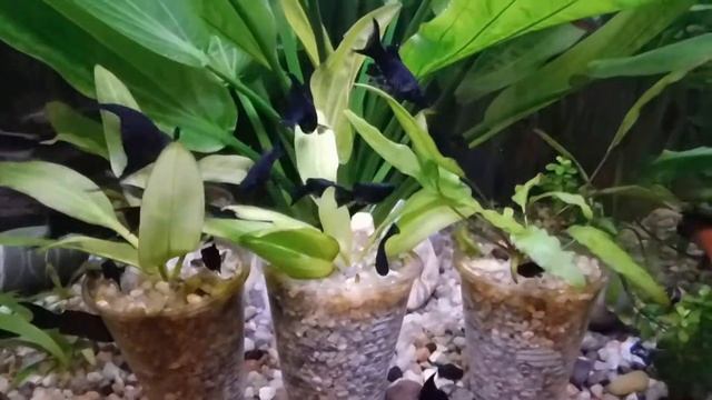 Низшие водоросли как корм Моллинезиям смотреть онлайн