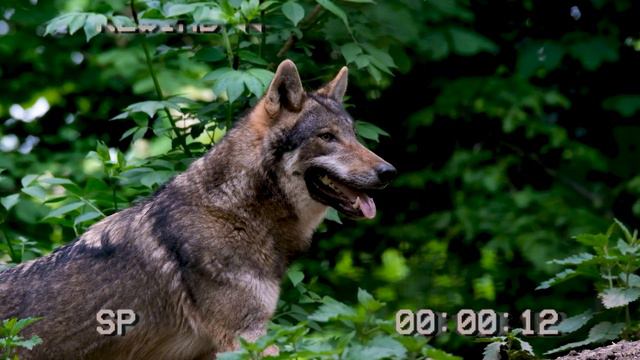 НЕ ИНТЕРВЬЮ С ВАМПИРОМ | ИСКУССТВО ВАМПИРИЗМА смотреть онлайн