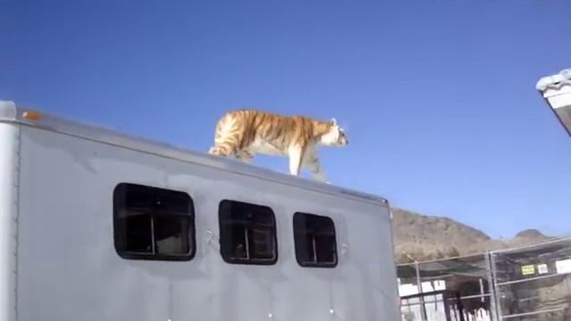 High Flying Tiger Jump смотреть онлайн