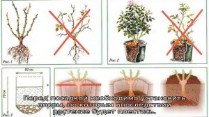 Плетистая роза