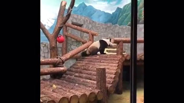Панды в Московском Зоопарке! 🐼 Рычащий тигр 🐯 смотреть онлайн
