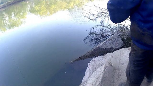 Рыбалка на ТЁПЛОМ КАНАЛЕ на АМЕРИКАНСКОГО СОМА. смотреть онлайн