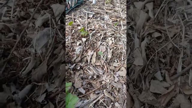 Высадила эксибишен и черешковый сельдерей. Зацвели саженцы красной и черной смородины. смотреть онлайн