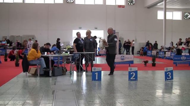 International dog show NITRA - GRAND PRIX SLOVAKIA 31.5. смотреть онлайн